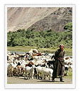 people of ladakh, ladakh people information, ladakh people and culture, ladakh people and lifestyle, ladakh people, ladakh culture, culture of ladakh, ladakh travel information, ladakh cultural tours, cultural tours in ladakh, ladakh wedding, cultural tour packages of ladakh, ladakh cultural travel, ladakh india culture, ladakh tours, ladakh travel, travel to ladakh, ladakh india travel, ladakh tourism, tourism in ladakh, exotic family travel packages to ladakh, exotic family visit to ladakh